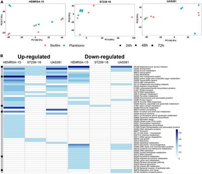 The dynamic transcriptome during maturation of biofilms formed by methicillin-resistant Staphylococcus aureus